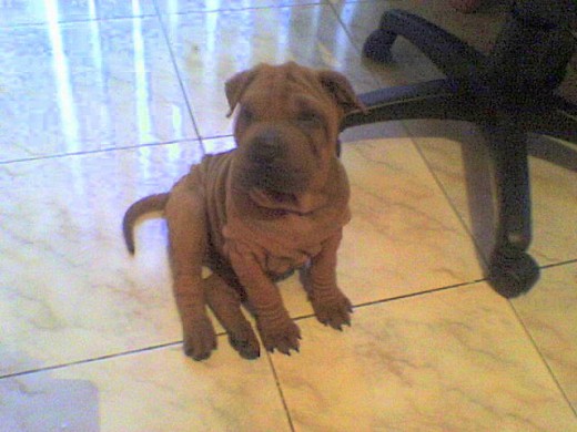 Mi nombre es Cuppie y tengo 3 años, yo soy un regalo muy especial para mi familia.
Realmente Cuppie ha llegado a cubrir muchos aspectos maravillosos en mi vida, me siento orgullosa de ella, realmente es muy inteligente y obediente
TE KIERO PRINECESA!!!! Mi nombre es Cuppie y tengo 3 años, yo soy un regalo muy especial para mi familia.
Realmente Cuppie ha llegado a cubrir muchos aspectos maravillosos en mi vida, me siento orgullosa de ella, realmente es muy inteligente y obediente
TE KIERO PRINECESA!!!!